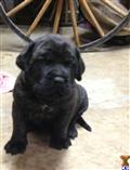 mastiff puppy posted by Bronson Brown